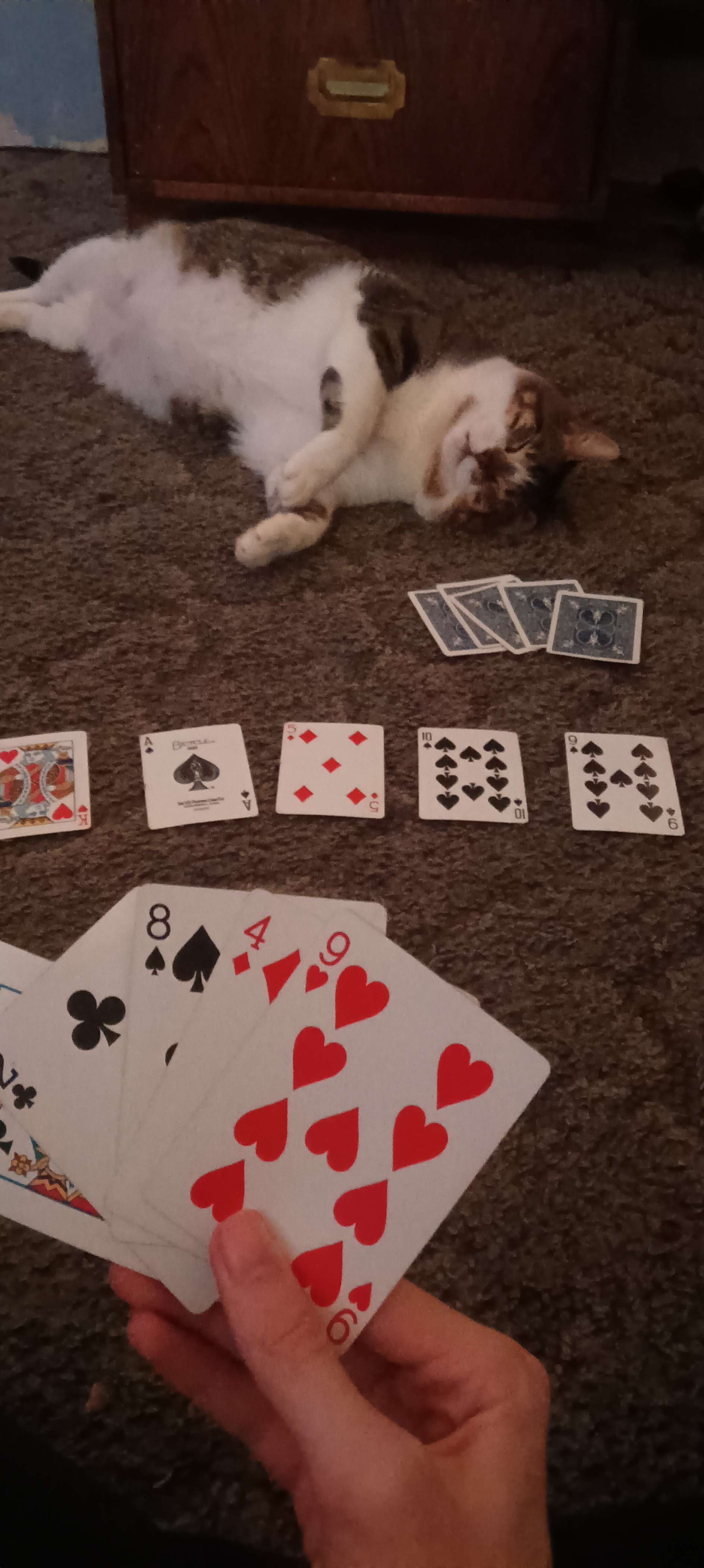 Goob playing a strange variation of Texas Hold 'em Poker. He appears to be sleeping.