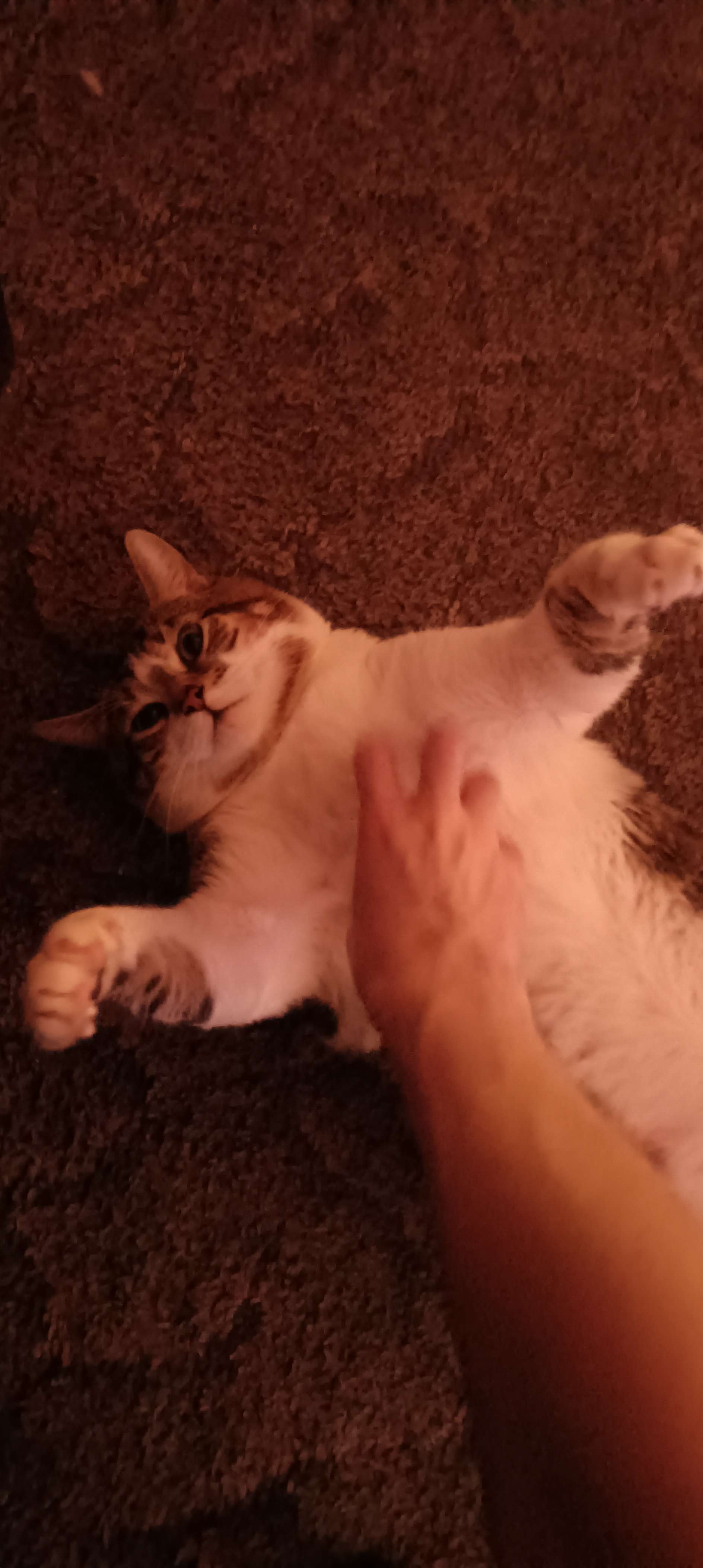 Goob laying on his back with his arms stretched out in the air, getting sweet chest rubs.