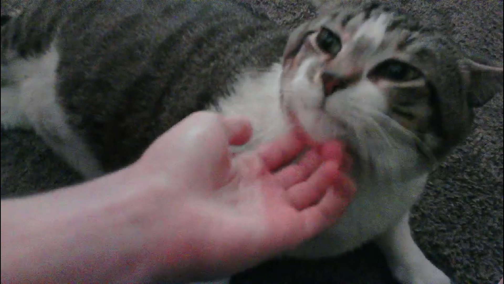 Goob reviving chin scratches.