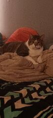Goob laying on Bed Lump