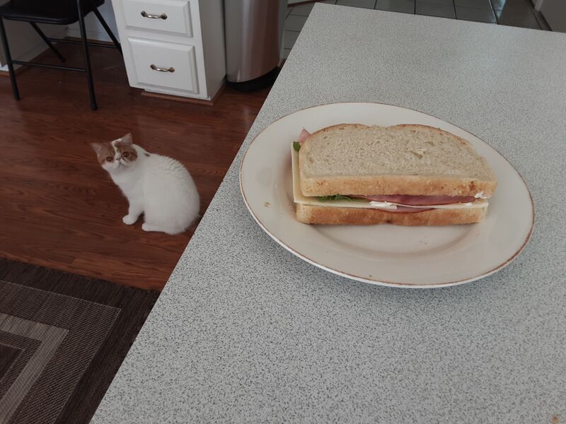 File:Sandwich machka.jpg