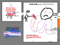 Thumbnail for version as of 01:50, 14 August 2025