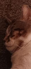 Goob lurks...