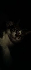 Goob lays in nearly pitch black room, a dim lamp showing the Goob