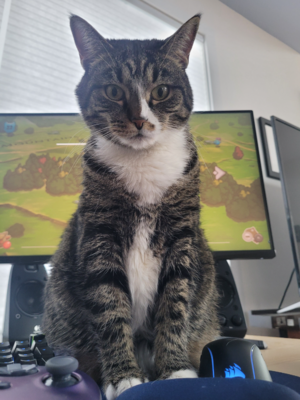 My lily jealois of Cat Quest videogame