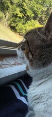 Goob staring longingly out window