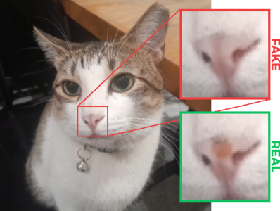 FAKE pusa has sterile featureless nose REAL pusa has cute orange spot nose with cutte orange spot on nose