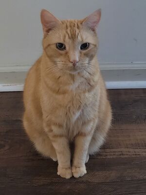 My blondie oblivious of Cat Quest Video Game