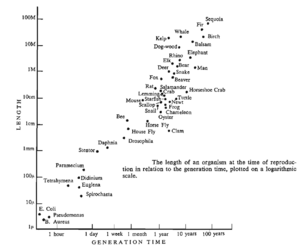 The length of an organism at the time of reproduction in relation to the generation time, plotted on a logarithmic scale. The Y-axis represents length (from 1 micrometre to 100 metres) and the X-Axis represents generation time (from 1 hour to 100 years). There are roughly 30 data points, each representing a different organism, ranging from E. Coli to Sequoia. The data spread indicates a highly correlated, linear relationship.