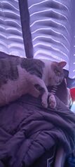 Goob sleeps on the Weighted Blanky.