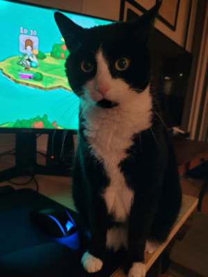 My shadow direly concerned at playtime of Cat Quest videogame