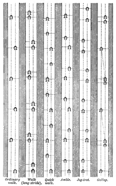 File:Horse tracks at different paces.png