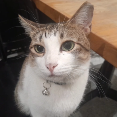 File:TAROT not pusa.png