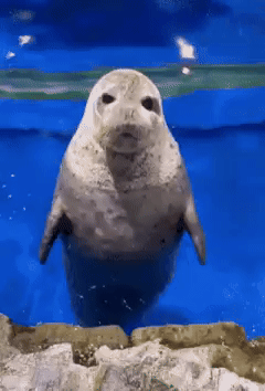gif of seal in a pool staring into the camera, shaking its head "no" and then splashing water everywhere