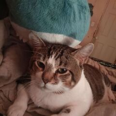 Blahaj is an ambush predator. Goob is its prey.