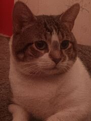 The first sighting of Goob on the WitsCords. User Lavender has expressed fondness over his round nature. Very nice!