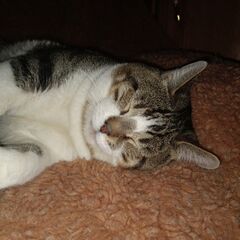 Goob lays asleep (?) on nice blanket.