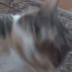 The Goob has been Unleashed