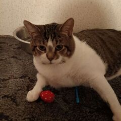 Goob laying next to his strawberry moumse toy